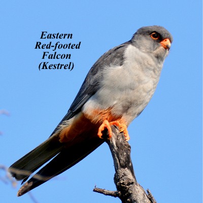 Eastern Red-footed Falcon